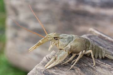 portrait of one crayfish, close-up, on a lying tree