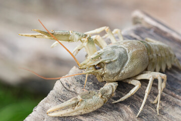 portrait of one crayfish, side view, on a stump