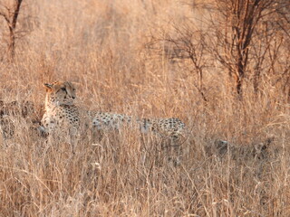 Kruger national park visit 