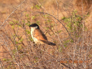 Kruger Nat Park SA 