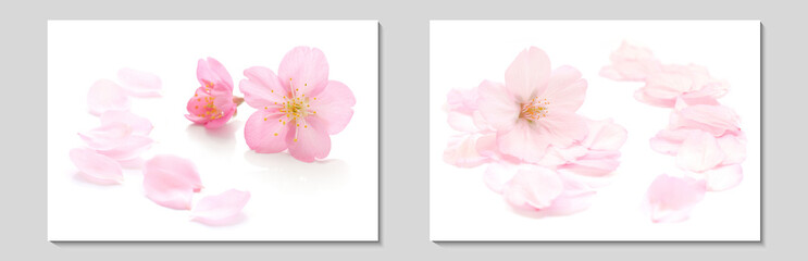 桜 花びら 春 白 背景 セット