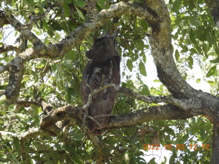 Obraz premium Kruger national park 