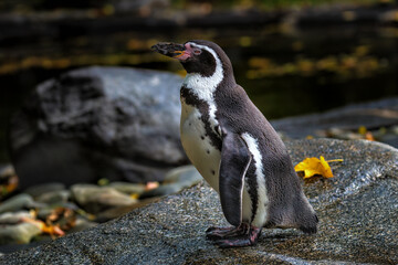 The Humboldt penguin (Spheniscus humboldti) is a medium-sized penguin. It resides in South America, its range mainly contains most of coastal Peru.