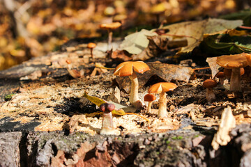 Autumn honey mushrooms in the forest