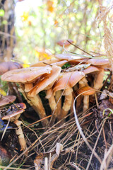 Autumn honey mushrooms in the forest