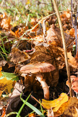 Autumn honey mushrooms in the forest