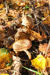 Autumn honey mushrooms in the forest
