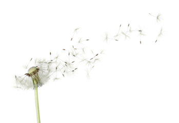 Grown dandelion and dandelion