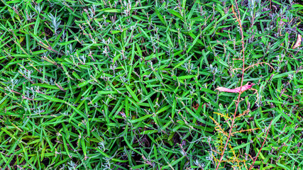 Gorgeous green and red succulent plant. Hardy plant growing outdoors. Hot climate, tropical plant....