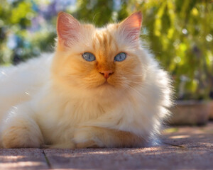 Naklejka na ściany i meble Beautiful blue-eyes cat lying under sunlit trees