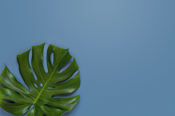 Tropical background with green Monstera leaf on a blue top view, copy space