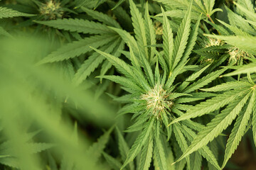 Blooming ripe Marijuana with Buds and green Leaves. Organic Cannabis Sativa Female Plants with CBD