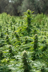 Blooming ripe Marijuana with Buds and green Leaves. Organic Cannabis Sativa Female Plants with CBD