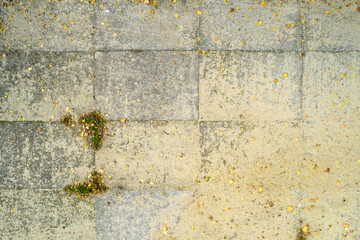 Tekstura betonu, płyty betonowe, liście na betonowym brzegu rzeki