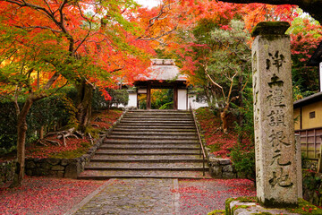 紅葉に包まれる安楽寺山門 京都市