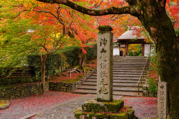 紅葉に包まれる安楽寺山門 京都市