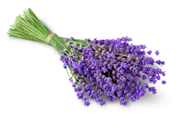 Bouquet of lavender flowers on white background
