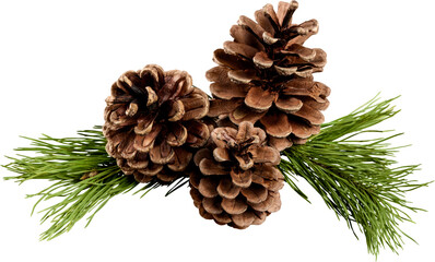 Pine cones with branch on a white background. - Powered by Adobe