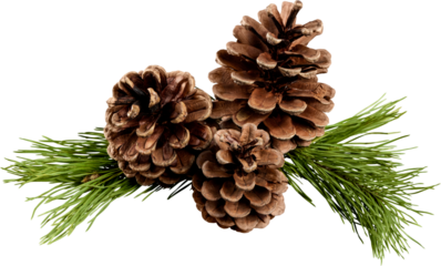 Pine cones with branch on a white background.