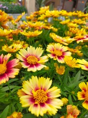 chrysanthemum flowers