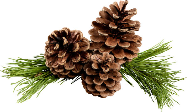 Pine cones with branch on a white background.