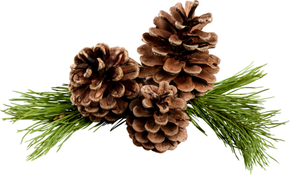 Pine cones with branch on a white background.