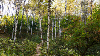 Autumn forest. Birch grove at dawn. Long shadows from the trees fall to the ground. Yellow-red leaves are lying. Bright colors of nature. Mountain trail in the leaves. The sun's rays. Kazakhstan