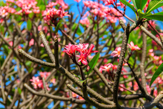 Beautiful blooming Plumeria tree, also known as Frangipani and Temple tree