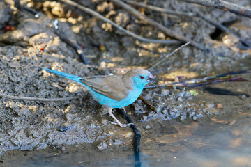 Blue waxbill, Pilanesberg National Park, South Africa