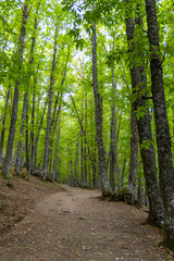 Fototapeta premium Chestnut forest in the Castañar El Tiemblo. Ávila (Spain)