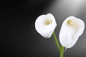 White beautiful fresh flowers on dark background,