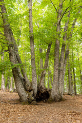 Chestnut forest in the Casta&ntilde;ar El Tiemblo. &Aacute;vila (Spain)