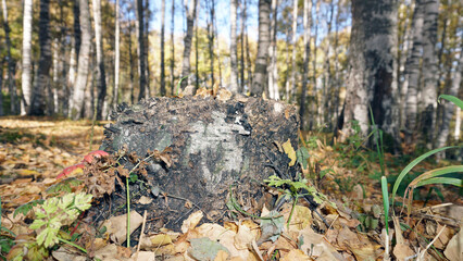 An old stump in the birch autumn forest. Yellow-orange leaves are lying. Birch grove. Tall tree trunks. Green blades of grass. Long shadows. A sunny day. Beautiful landscape. Kazakhstan, Almaty