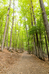 Obraz premium Chestnut forest in the Castañar El Tiemblo. Ávila (Spain)