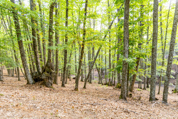 Obraz premium Chestnut forest in the Castañar El Tiemblo. Ávila (Spain)
