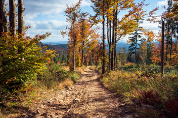 Beautiful alley of trees in the mountains. An autumn landscape full of colors and textures. Zlatna, Poland