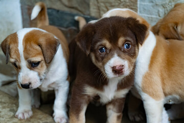 Cute  Puppy Dog. Group of cute dogs