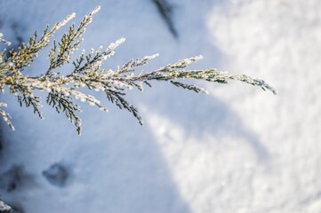 Evergreen coniferous plant Thuja on white snowy background, ..co