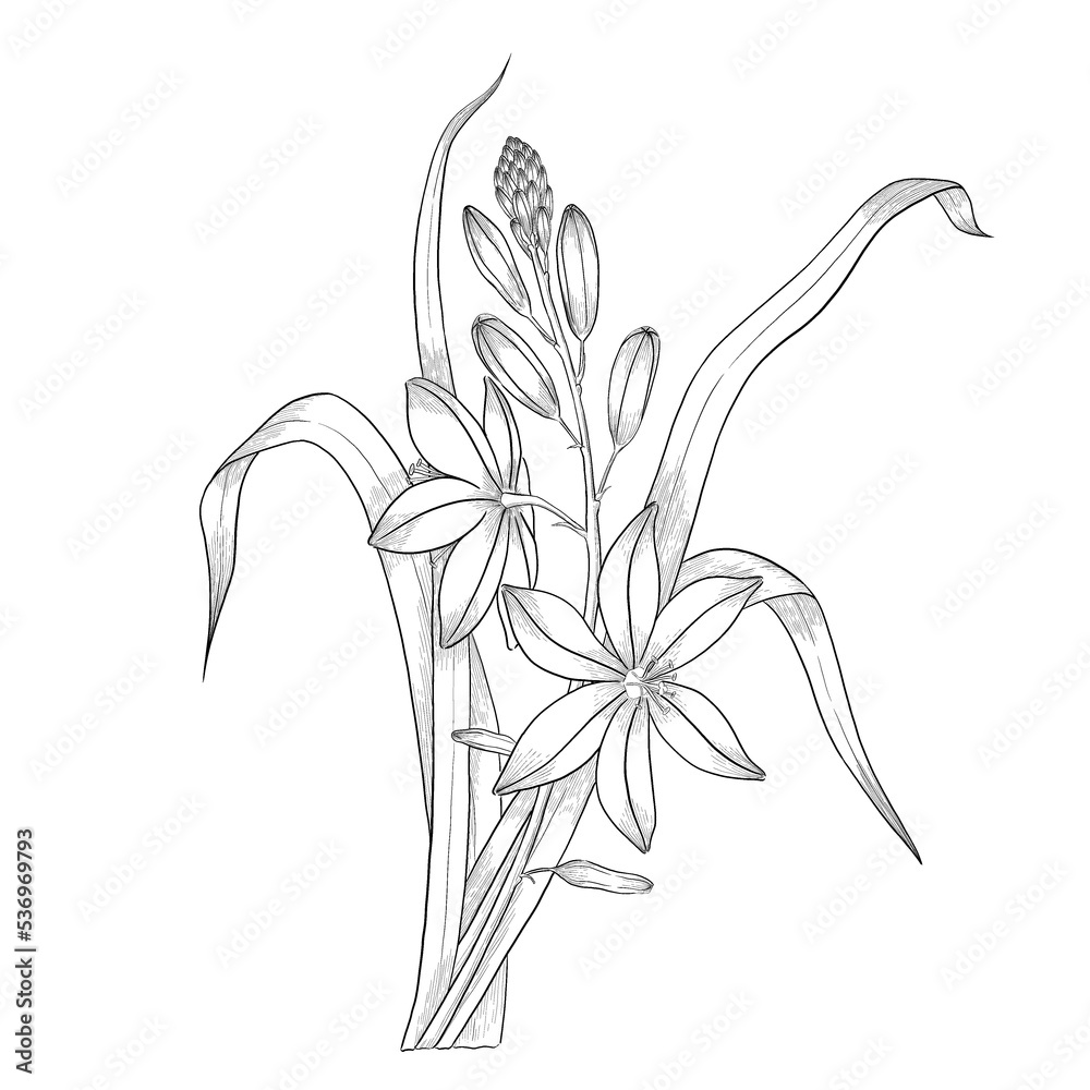 Wall mural Asphodelus flower outline illustration.