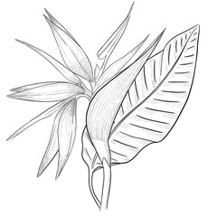 Strelitzia flower with leaf outline illustration.