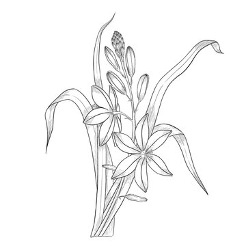 Asphodelus flower outline illustration.