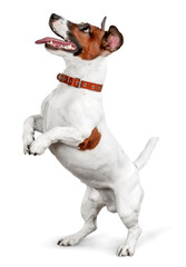 Fototapeta Cute small dog Jack Russell terrier on white background obraz