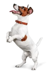 Poster Cute small dog Jack Russell terrier on white background © BillionPhotos.com