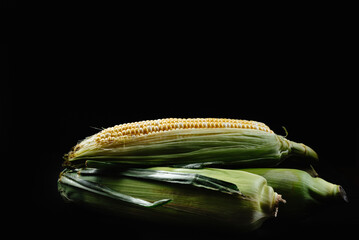 Raw corn cobs or maize on a black background. Harvest concept. Corn with green leaves lying in a...