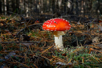 Fly agaric in a clearing, among dry fallen pine needles and branches, illuminated by the rays of the sun