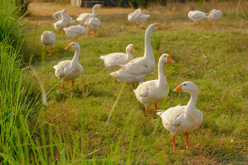 side view of white goose standing on green grass