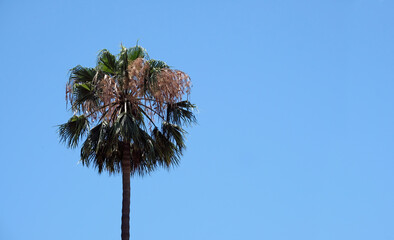 Palm tree against a blue sky