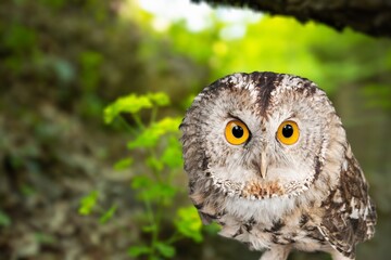 Cute young wild owl on nature background