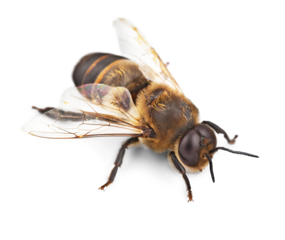 Bee isolated on the white background