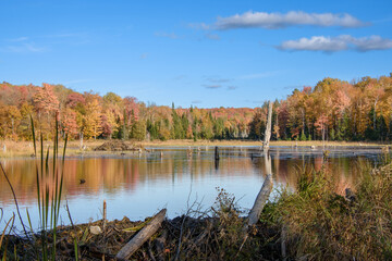 Fototapeta na wymiar Magnificent autumn landscapes near a lake in the Canadian forest in the province of Quebec